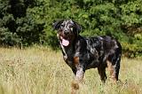 BEAUCERON - PUPPIES 226